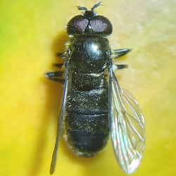 Pipizella viduata